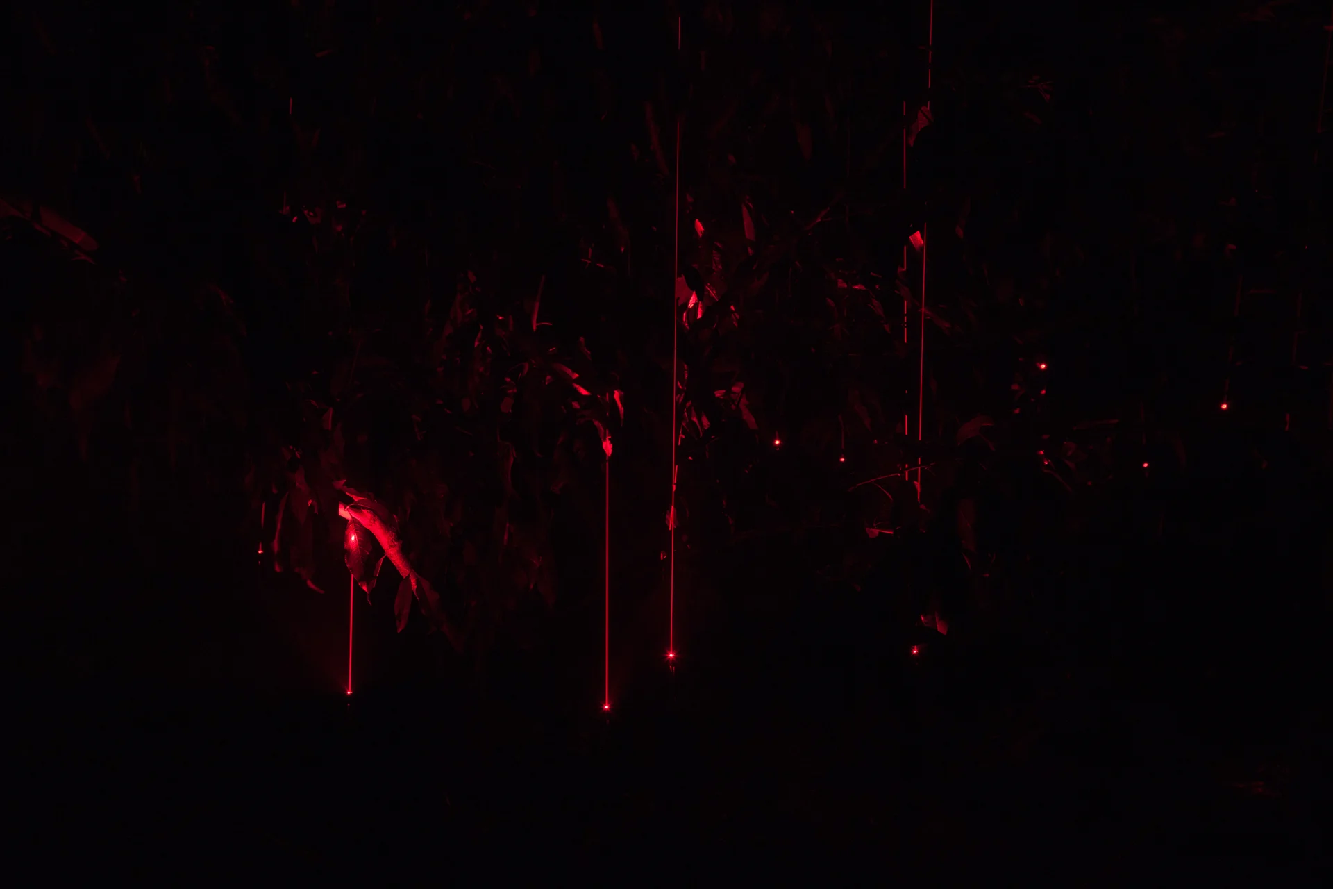 Thin red laser beams in a dark planted area