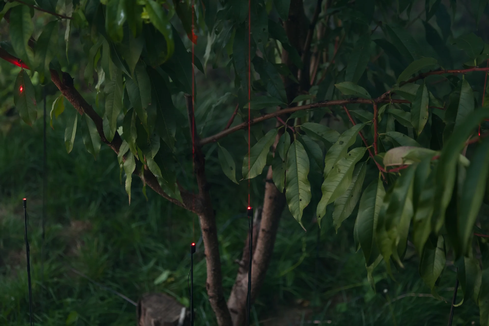 Black metal blades among plants in daylight
