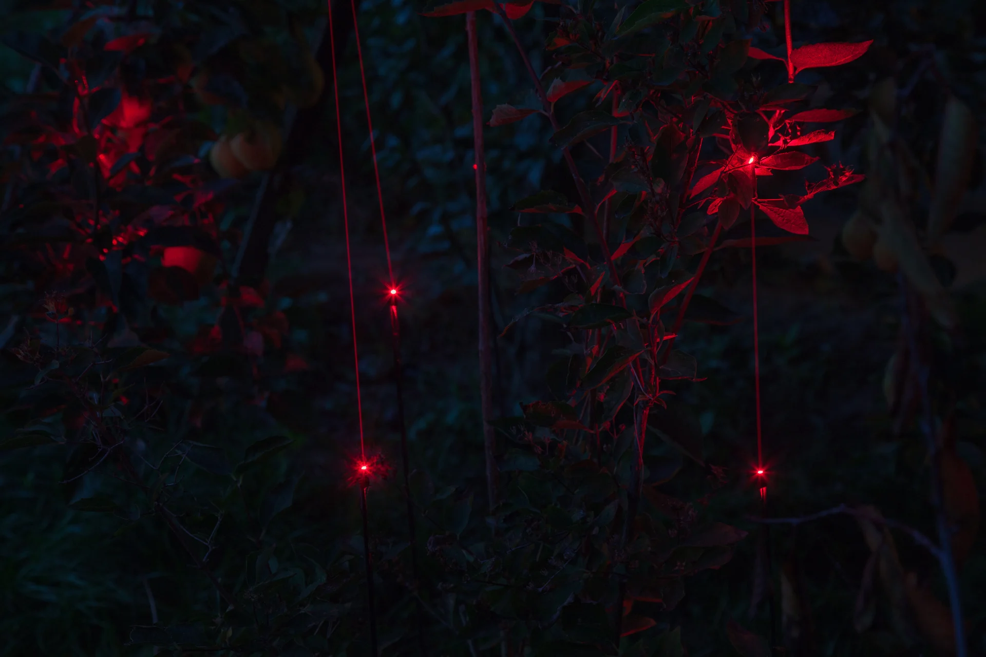 Red points of light between leaves and metal blades