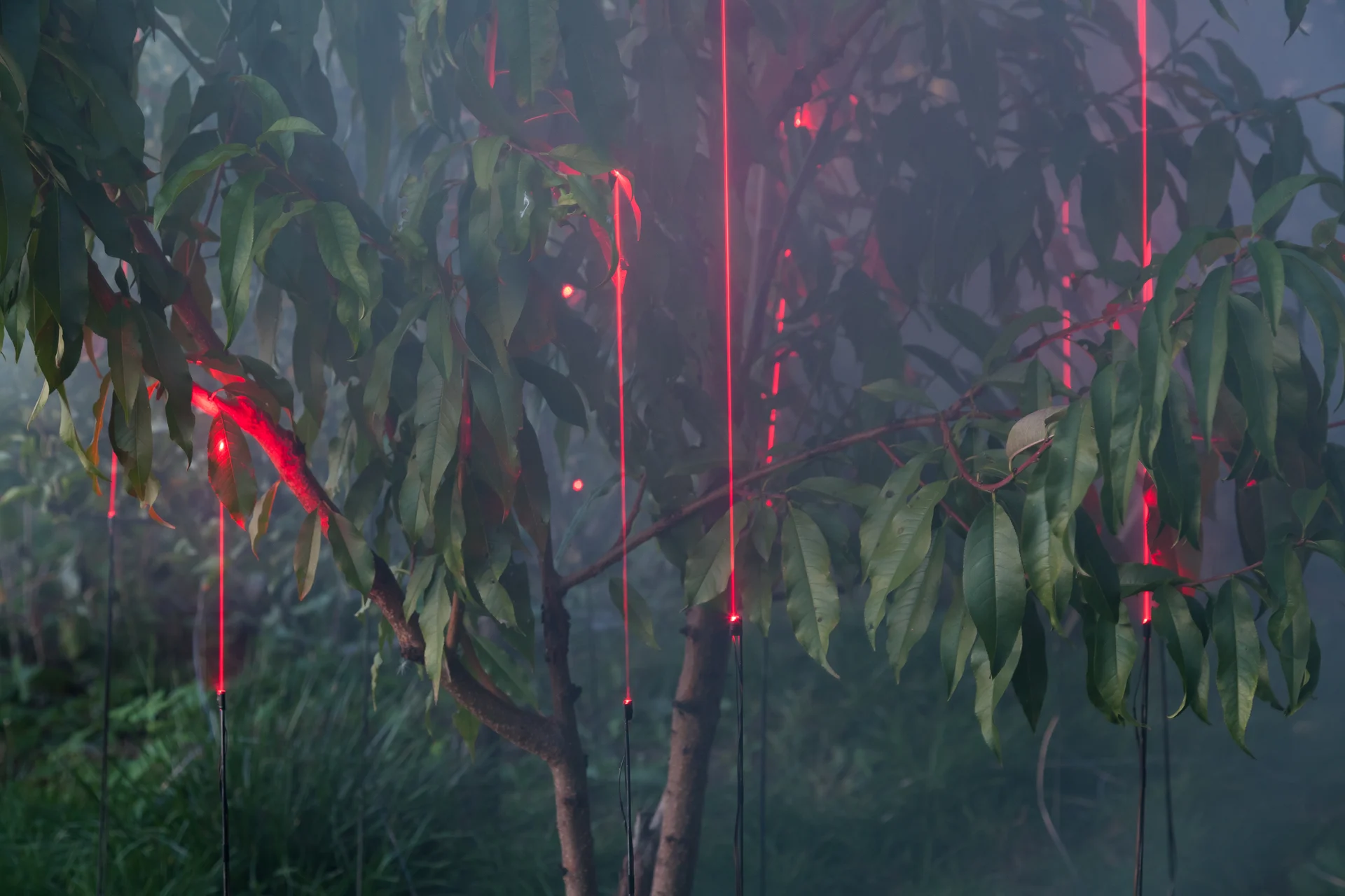 Fine red light among trees at dusk