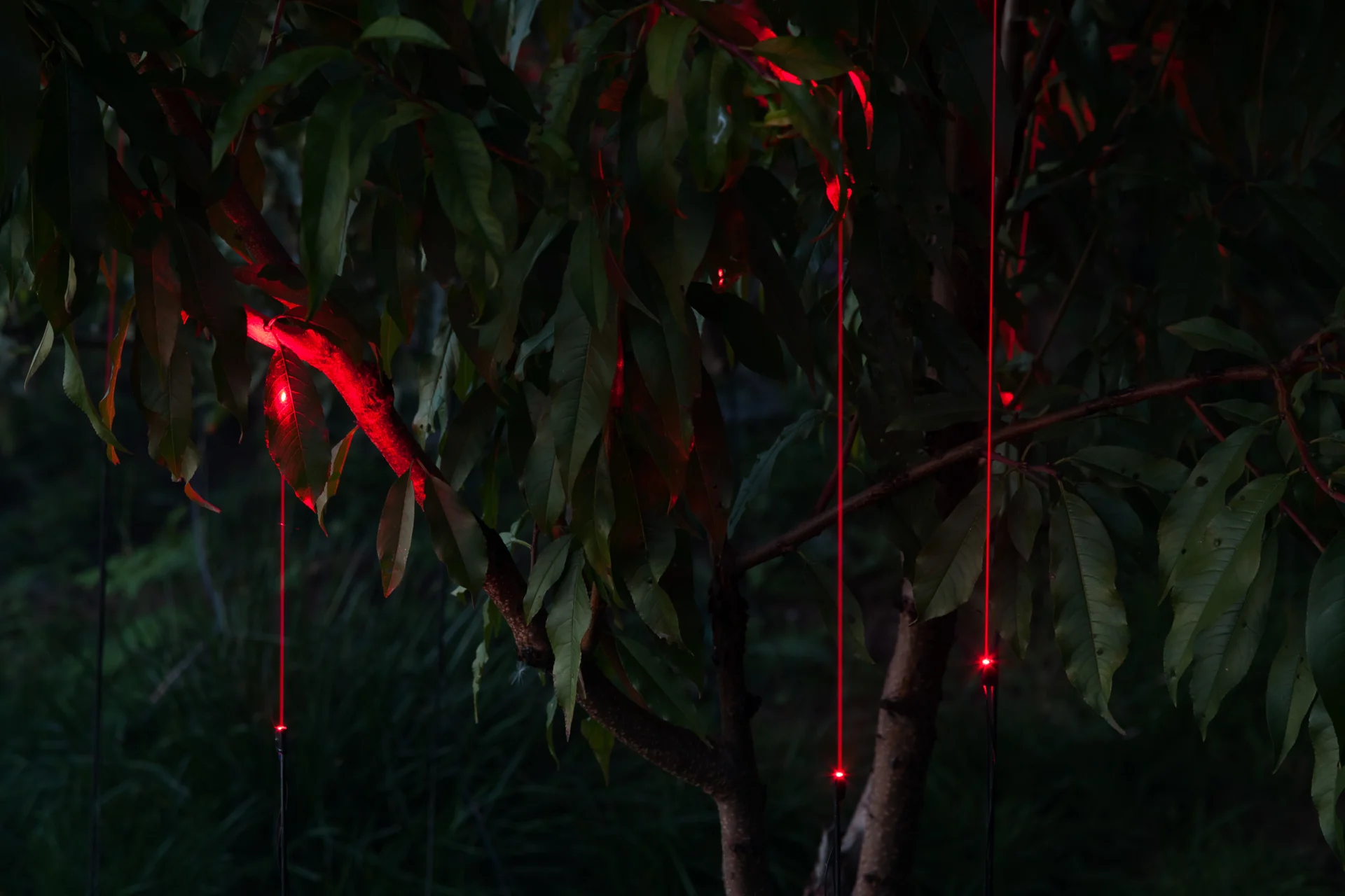 Red light and foliage seen at close range